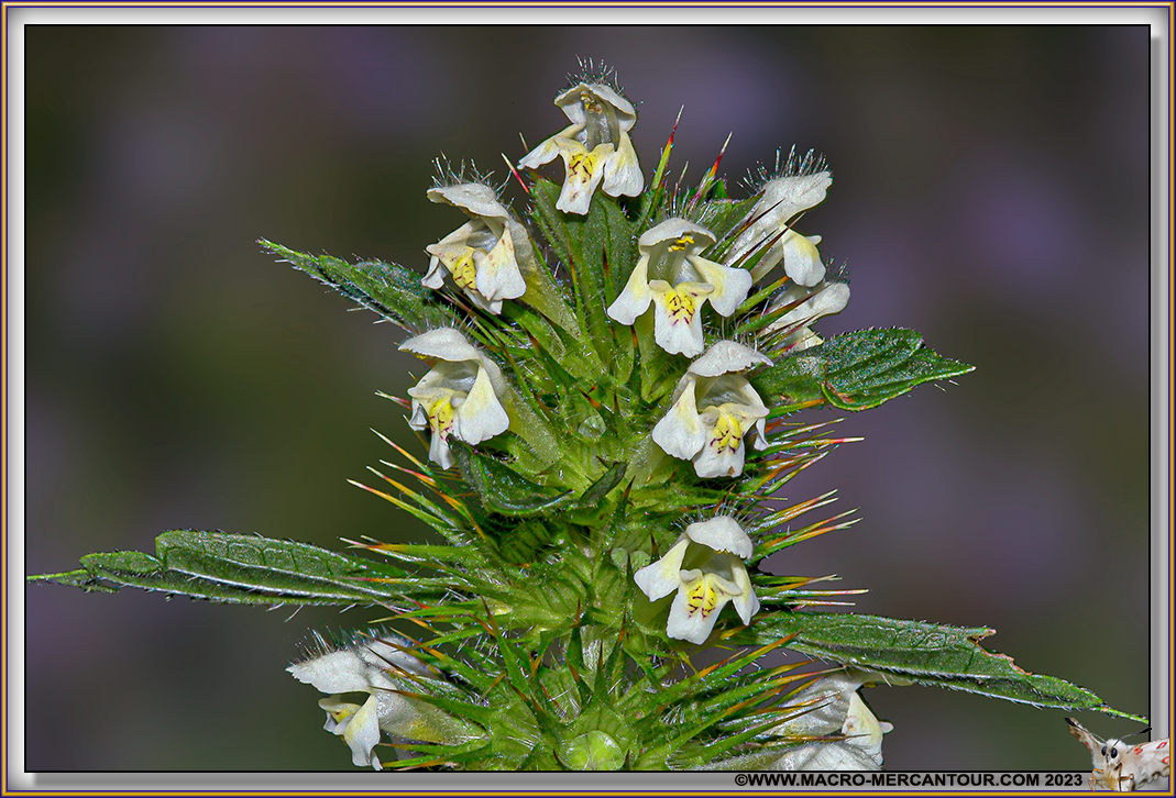 Galeopsis 